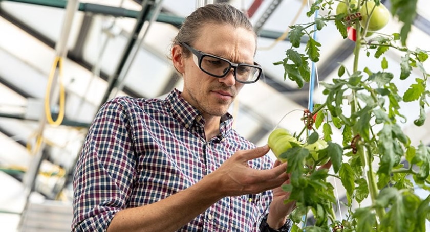Researcher Seth Steichen inspects tomato plants in NREL’s Field Test Laboratory Building. (Photo by Gregory Cooper, NREL)